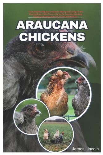 Araucana chickens the - chickens:,