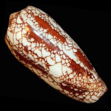 Conus omaria XL mm 81