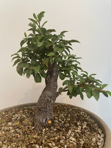 Pre bonsai prugno prunus - pre-bonsai, di