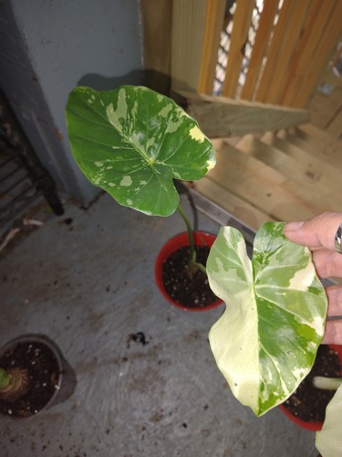 Variegated alocasia - variegated,