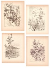 Stampe antiche LOTTO 4 FRUTTA