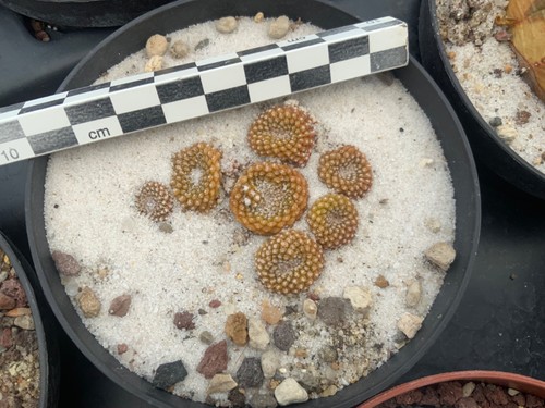Copiapoa lauii wysiwyg cactus - lauii,