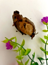 Falena Polyfemus (Saturniidae