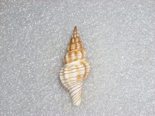 Polygona filosa awesome - polygona,