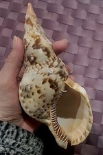 Tromba tritone charonia - tritone,