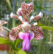Vanda tricolor var. suavis