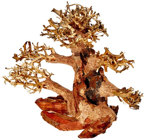Amtra legno oriental wind - amtra,