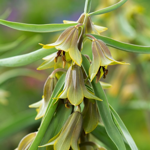 Bulbi fiori cipolle - di,