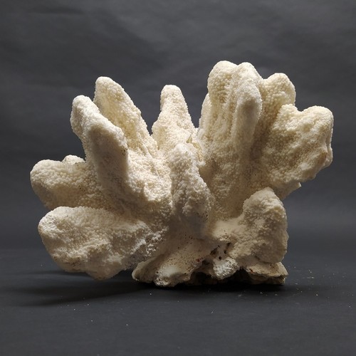 Grande corallo bianco naturale