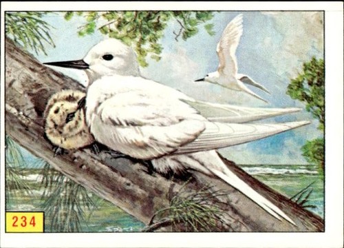 Figurina uccelli panini - figurina, ed.panini