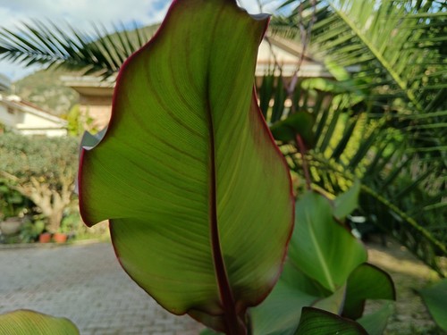 Pianta giardino canna