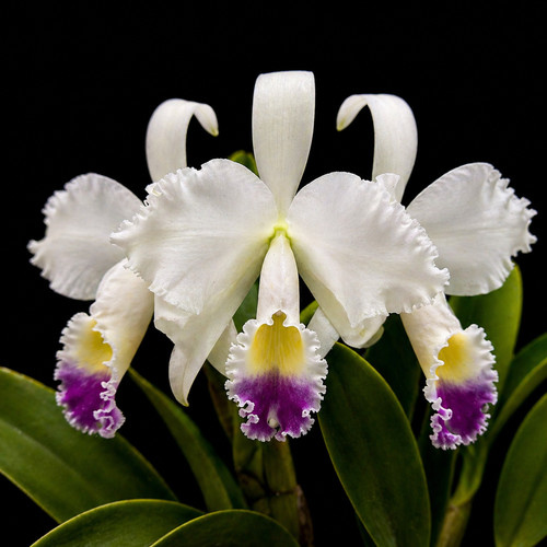 Cattleya trianae per coerulea