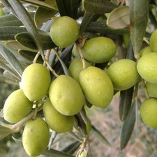 Pianta ulivo pasola di - ulivo,