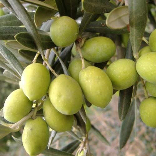 Pianta ulivo pasola - di,