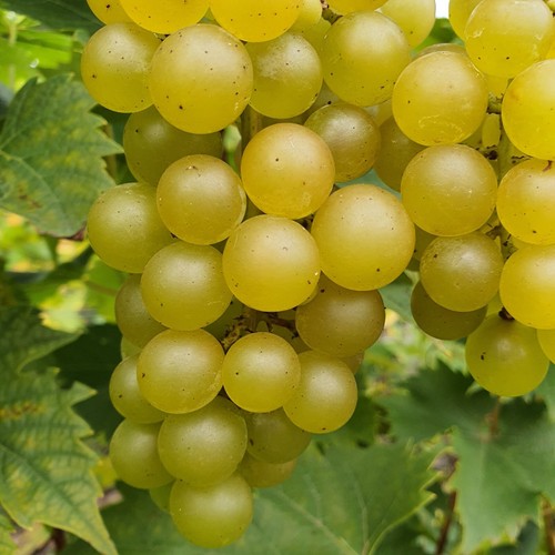 Vitie refren varietà - vitie,