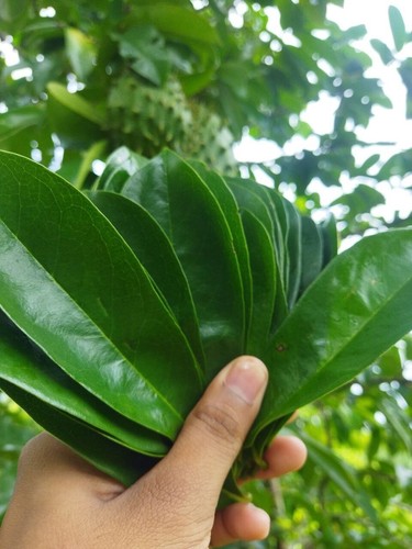 Foglie soursop secche - secche, 100+