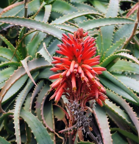 Aloe arborescens pianta - aloe,