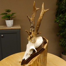 Capriolo Grandi Cervi Bock