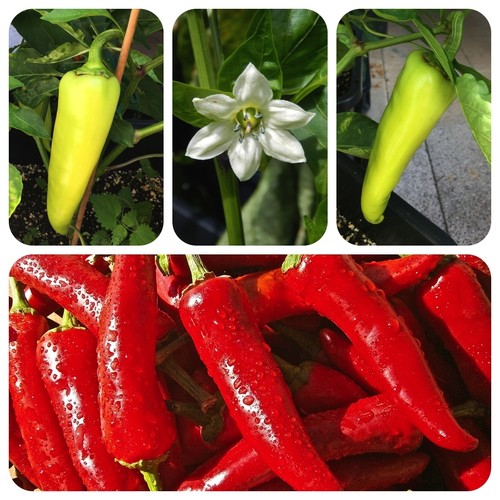 Peperoni greci peperoncino
