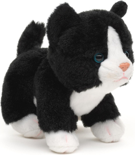 Gatto bambino bianco - gatto, (bianco