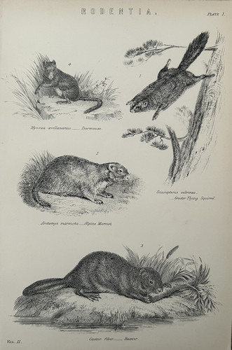 Stampa antica rodentia c1870 - stampa,