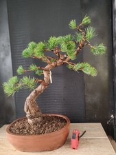 bonsai di pino pentaphilla h