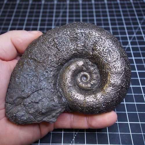 Raro jumbo 133 lytoceras - mm,