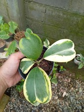 Pianta rara variegata Hoya