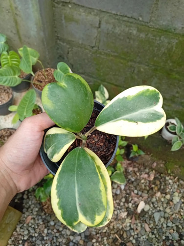 Real picture hoya - real,