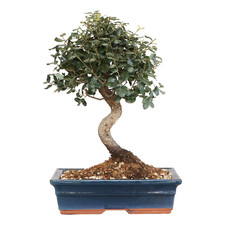 Bonsai di Sughera Quercus