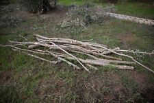 Legna ulivo secca per barbeque