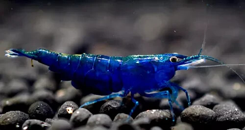 Lotto neo caridina davidi - 10,