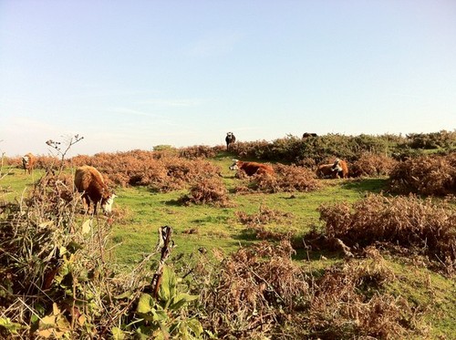 Photo cows near wingletang - photo,
