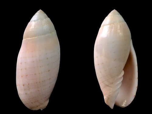 Mitridae pterygia nucea - mitridae,,