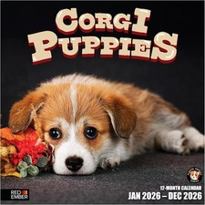 RED BRACE Corgi Puppies 2026