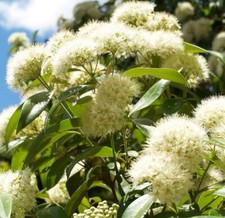 Backhousia citriodora, Arbusto