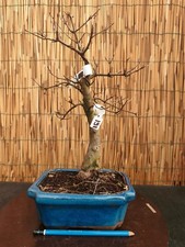 Bonsai di Acero Bergerianum h