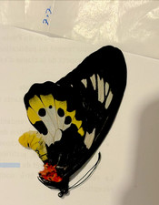 Ornithoptera méridionalis - ornithoptera,