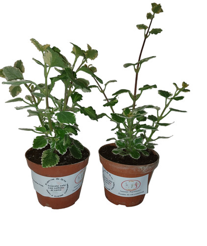 Piantine aromatiche - aromatiche,