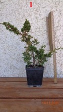 GINEPRO CINESE Pre Bonsai -