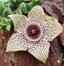 1 Talea senza Radici Orbea Pulchella ,Fiore in foto WEB, Pianta Grassa