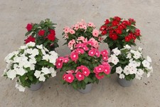 SET DA 6 VINCA GRANDI 30/40 cm (tra 7 colori disponibili) - FOTO REALI