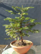 Pre-Bonsai Di Tasso 65x38cm