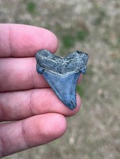 Dente di squalo fossile