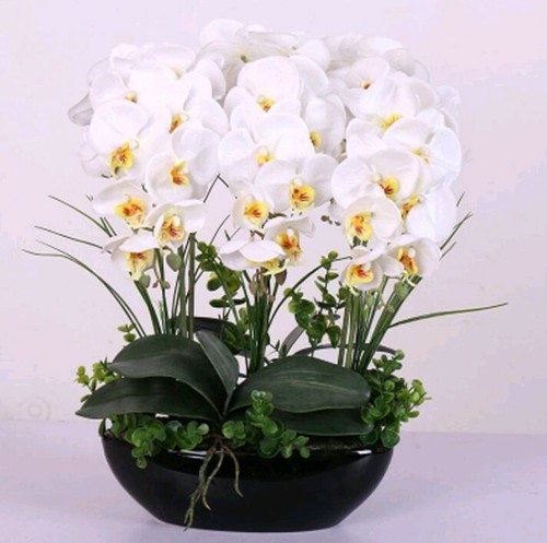 Orchidea bianca semi - orchidea,