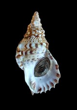 SHELL CONCHIGLIA CHARONIA LAMPAS mm.290 with operculum MEDITERRANEO