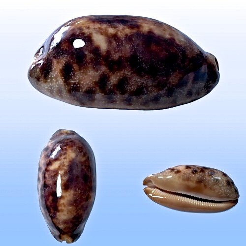 Cypraea testudinaria ingens