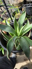 Agave attenuata red margin - agave,