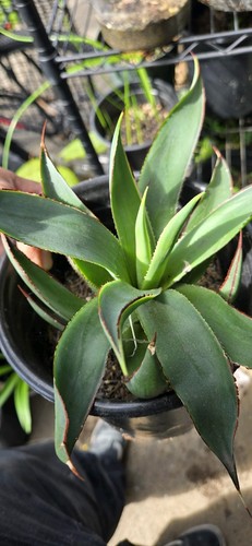 Agave attenuata red margin - agave,