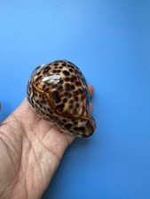 101 mm | Cypraea Tigris